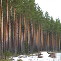 Skogsägarna bär ansvar för att skogsavverkningen i Finland sker på ett lagligt sätt. Foto: Jord- och skogsbruksministeriet