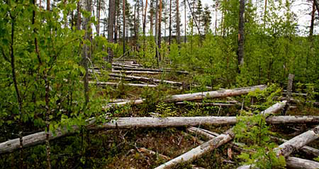 Finlands skogslag förutsätter att skötseln av skogarna i Finland är hållbar i ekonomiskt, ekologiskt och socialt hänseende. Foto: Jord- och skogsbruksministeriet