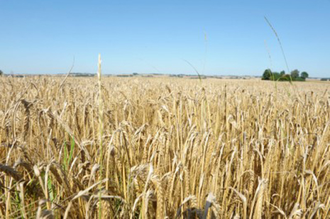 EU uudistaa maatalous-elintarvikeketjua koskevaa lainsäädäntöään. Kuva: norden.org