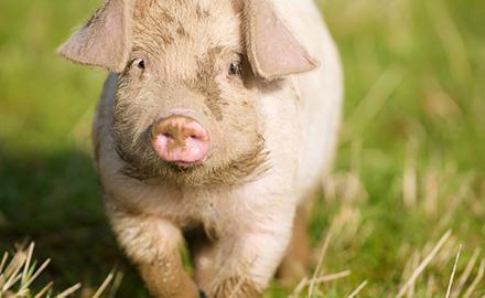 Pigs animal welfare