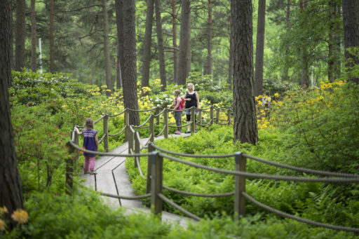 Perhe viettämässä kesäpäivää Haagan alppiruusupuistossa. Pitkospuut vievät seikkailulle läpi puiston.